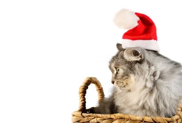 Tahta sepetteki küçük gri kedicik Noel Baba şapkası takıyor. — Stok fotoğraf