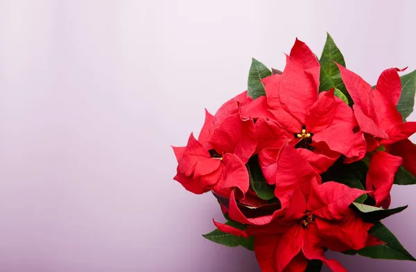 Natal Poinsettia Flor Com Folhas Fundo Lilás Imagem Horizontal Com — Fotografia de Stock