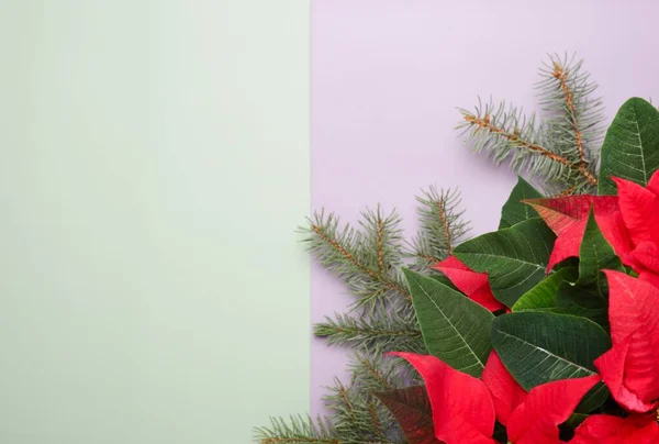 Red Poinsettias flower on colorful background — Fotografia de Stock