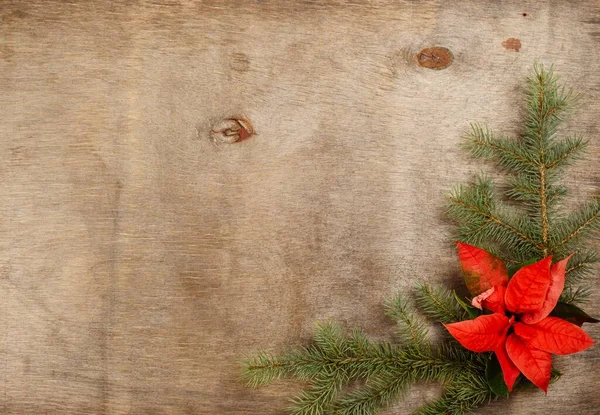Karácsonyi koncepció, fa alapon, poinsettia virággal és fenyőággal — Stock Fotó