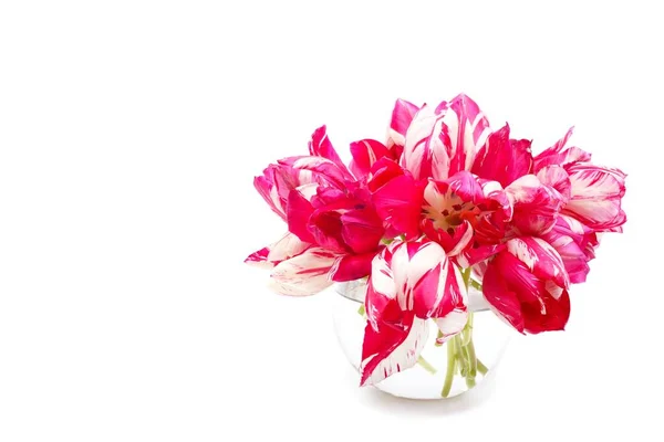 Banco Rosa Colorato Con Fiori Tulipano Bianco Primaverile Vaso Metallo — Foto Stock