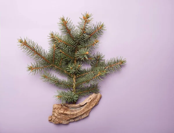 Christmas Concept Green Pine Tree Branch Old Wood Decor Lilac — Stockfoto