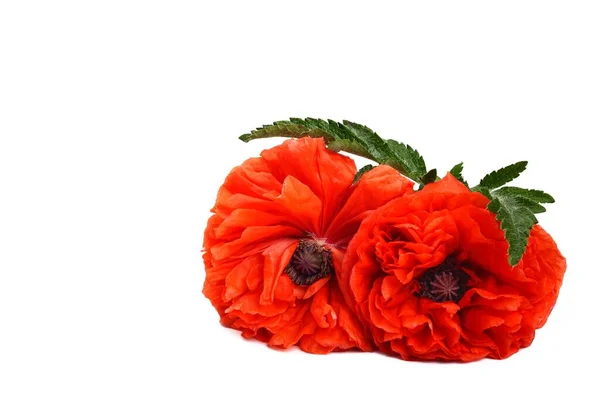 Flor de amapola roja aislada sobre fondo blanco, primer plano plano plano. —  Fotos de Stock