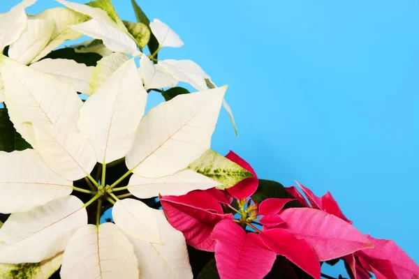 Fehér és rózsaszín Poinsettias virág a kék háttér — Stock Fotó