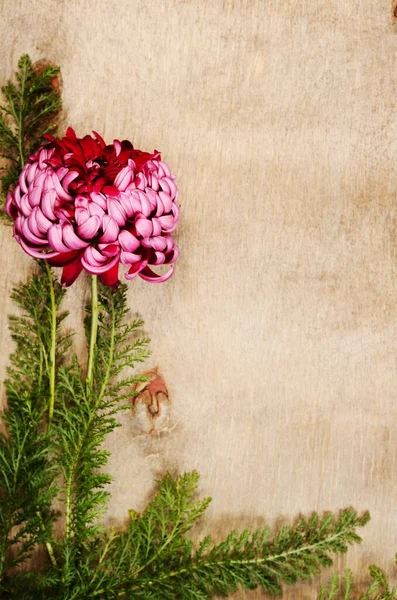 Vintage-Kartenkonzept, Blumenrahmen auf altem Holz — Stockfoto