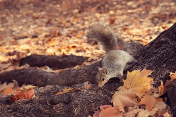 Preparándose para el invierno — Foto de Stock