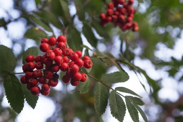 Frutos rojos del bosque — Fotografia de Stock