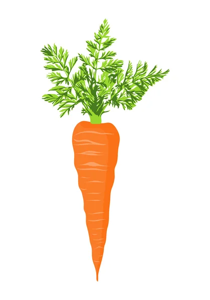 Fresh carrot — Stock Vector