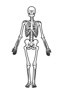 Human skeleton clipart