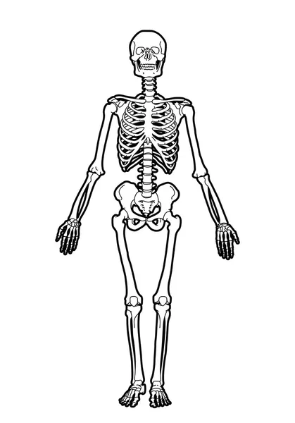 Esqueleto humano — Archivo Imágenes Vectoriales