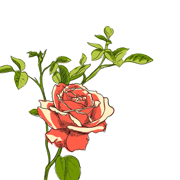 Ilustração Rosa — Vetor de Stock