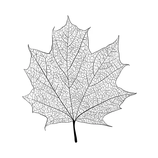 Squelette des feuilles — Image vectorielle