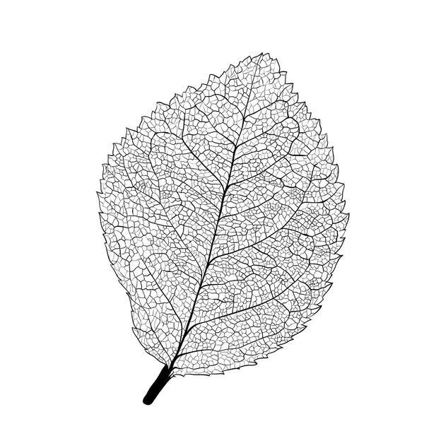 Esqueleto de hojas — Vector de stock