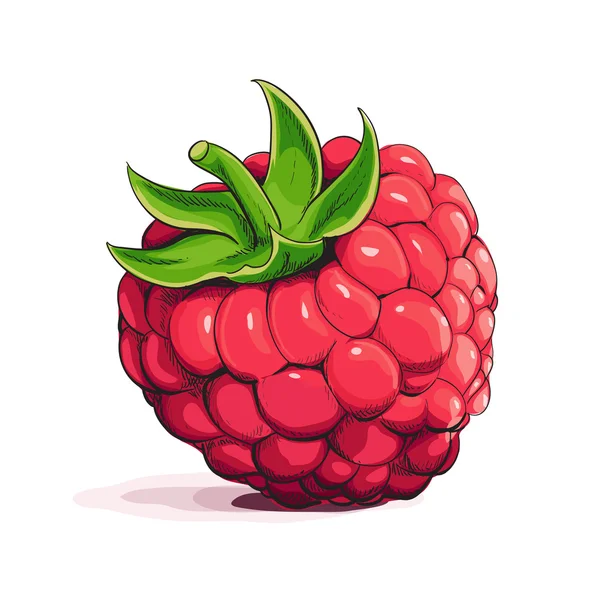 成熟莓 — 图库矢量图片