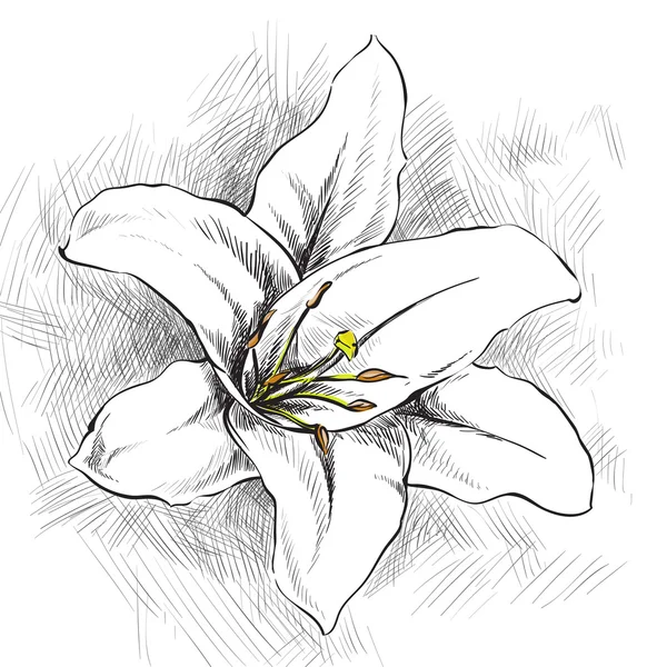 Vit lilja — Stock vektor