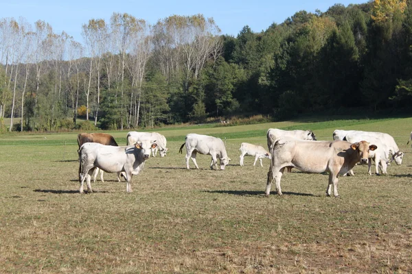 Cows farm — Stock Photo, Image