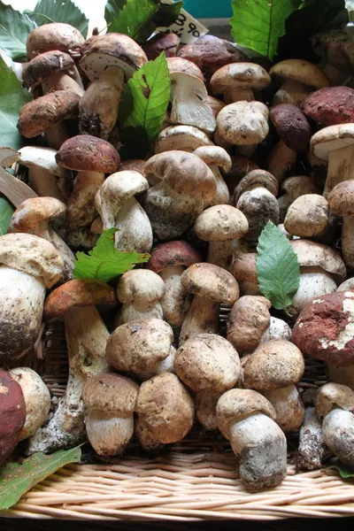 Mushrooms — Stock Photo, Image