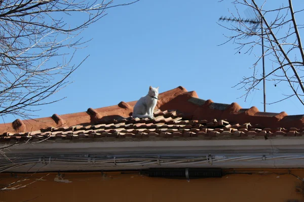 Katze im Dach — Stockfoto