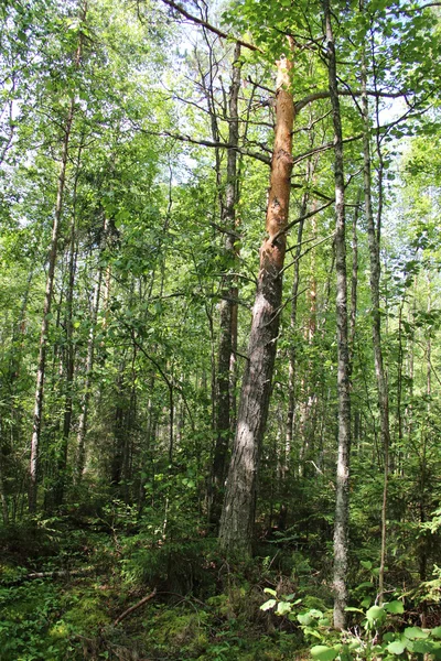 Wild forest — Stock Photo, Image