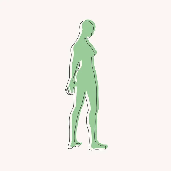 Vista lateral del cuerpo humano silueta de una hembra adulta — Vector de stock