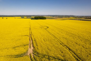 Sarı kolza tohumu tarlası havadan kırsal görüş. Polonya 'da tarım.