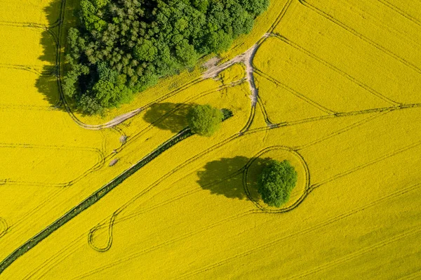 Wiosna Żółty Rzepakowy Pole Powietrzny Wiejski Widok Rolnictwo Polsce — Zdjęcie stockowe