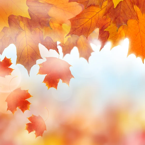 Autumn leaves, background — Stock Photo, Image