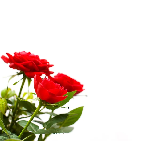Borda de flores de rosas - fundo de flor — Fotografia de Stock