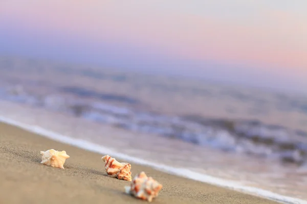 Slunce, moře, pláž a shell - rozmazané pozadí — Stock fotografie