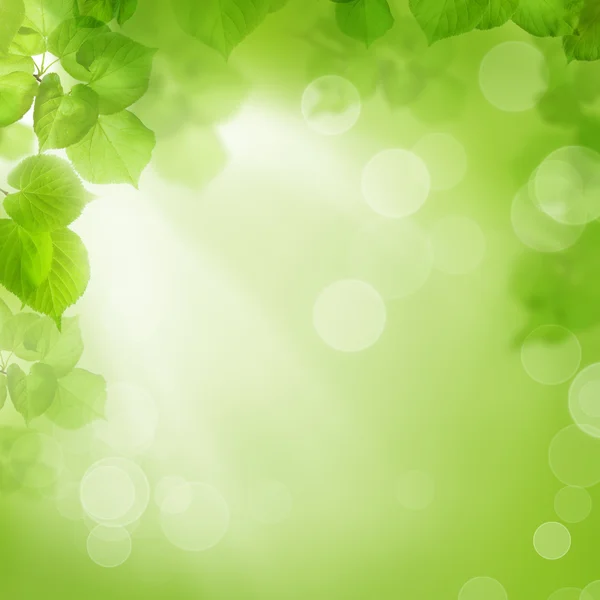 Background of green leaves, summer or spring season — Stock Photo, Image