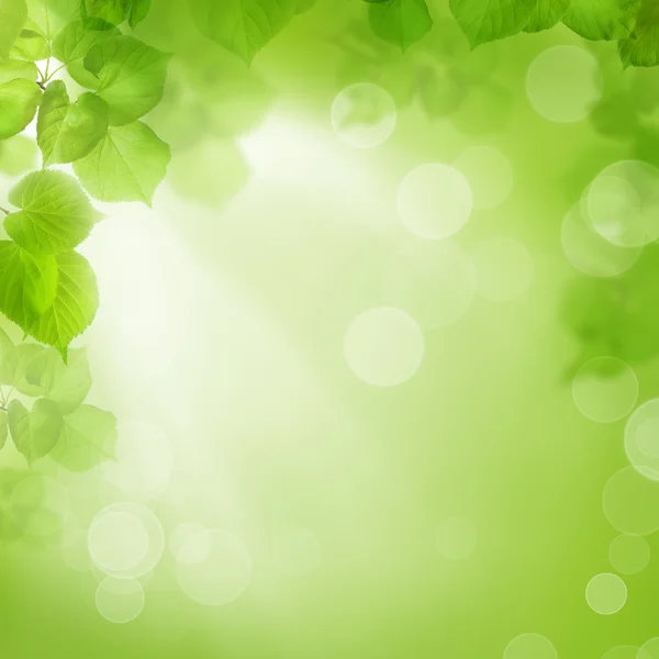 Arka planı yeşil yaprakları, yaz veya bahar sezonu — Stok fotoğraf
