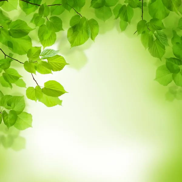 Green leaves border, abstract background — Stock Photo, Image