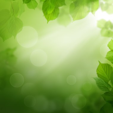Summer morning - abstract background with leaves