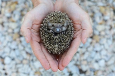 Environment protection - hedgehog in human hand clipart