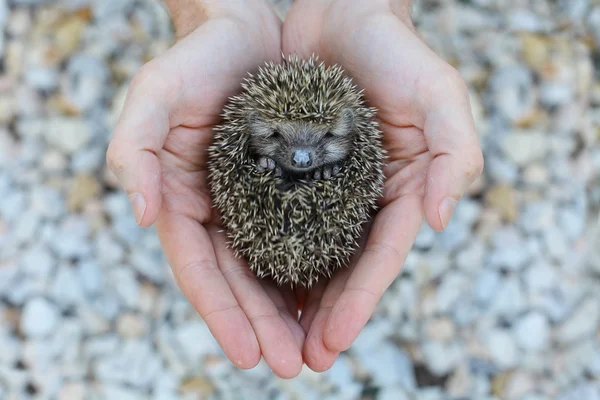 Environment protection - hedgehog in human hand — Stock Photo, Image