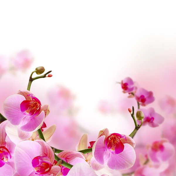 Flowers, blossom summer background with beautiful orchid — Stock Photo, Image