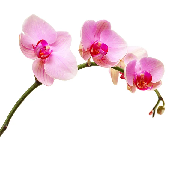 Roze orchideebloem geïsoleerd op witte, floral achtergrond — Stockfoto