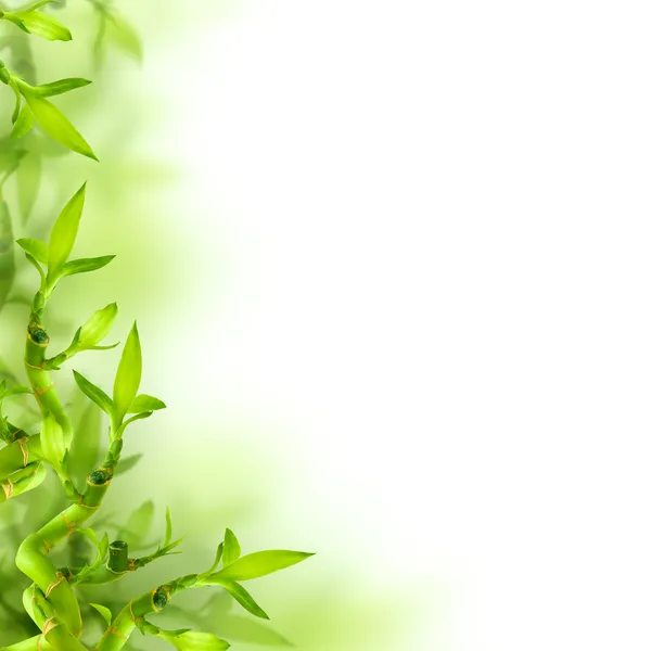 Bamboe en groene bladeren, achtergrond — Stockfoto