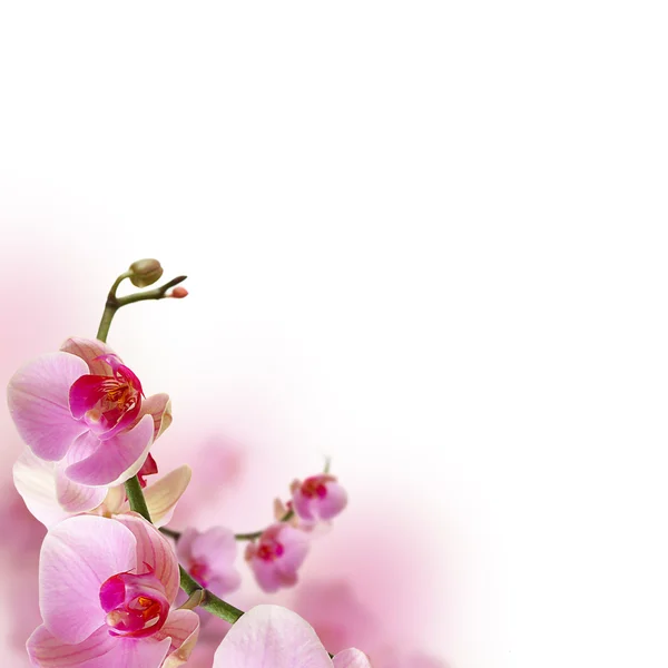 Orchideebloemen, prachtige bloemen grens — Stockfoto