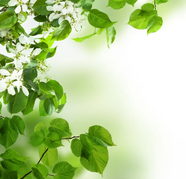 Sfondo, foglie primaverili e fiori — Foto Stock