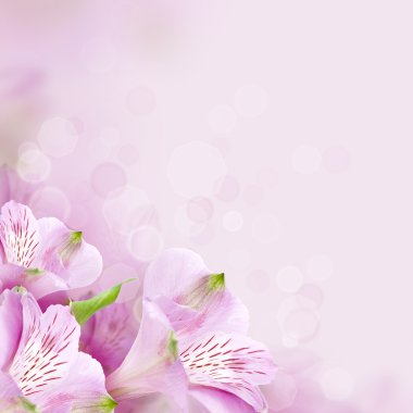 çiçekler arka plan, güzel bahar doğa