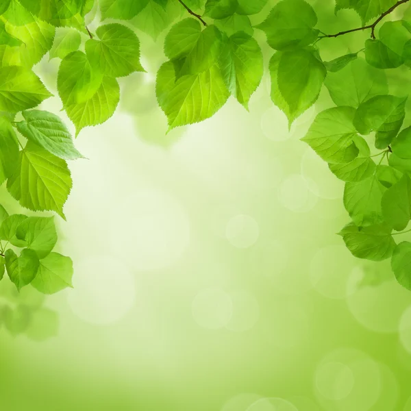 Summer green background — Stock Photo, Image