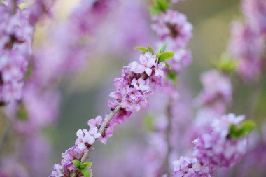 güzel çiçek arkaplanı