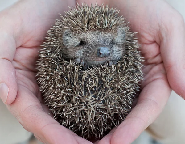 Cute hedgehog baby in male hand, closeup — Stock Photo, Image