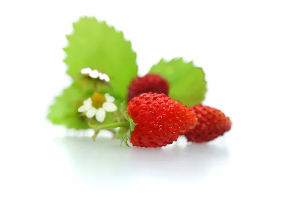 Wild strawberries with green leaves, flower and red berries on w — Stock Photo, Image