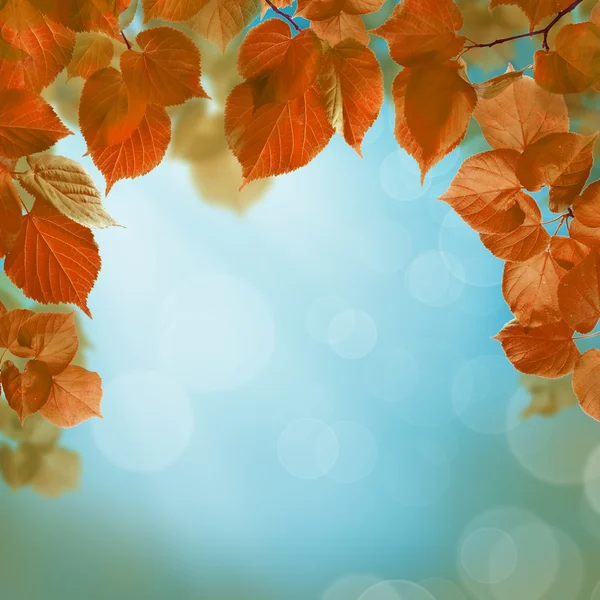 Φθινόπωρο φόντο με φύλλα — Φωτογραφία Αρχείου