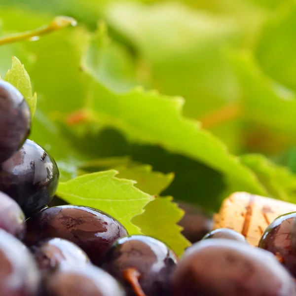 Uva e foglie, macro- sfondo del vino — Foto Stock