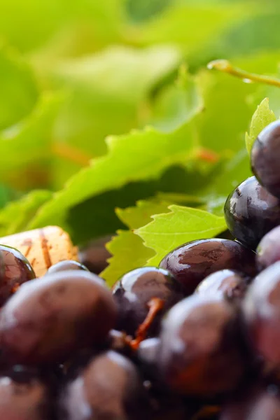 Macro - grape on foliage background — Stock Photo, Image