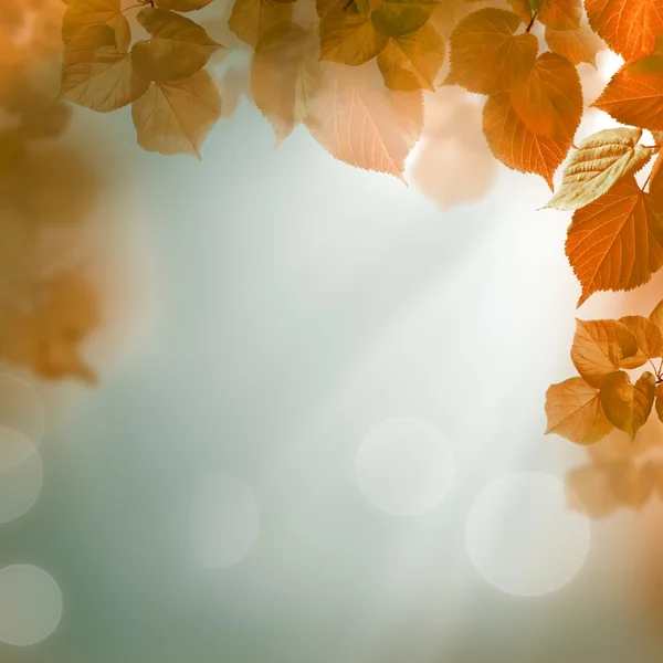 Abstract autumn background with leaves and evening light — Stock Photo, Image