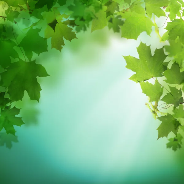 Sommar- eller våren grön bakgrund med grönska bladverk — Stockfoto